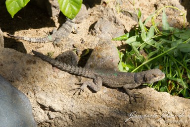 20120806_Madagascar_3205.jpg