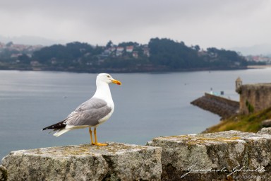 2017-07-06_Galizia-e-Porto-1192.jpg