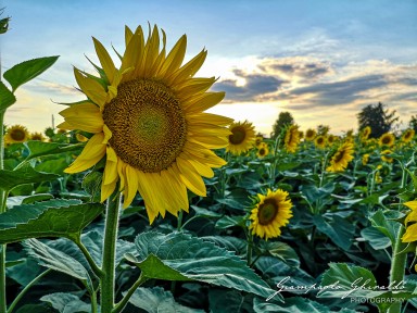 2020-07-04---Girasoli---Cervarese-S_Croce-195237.jpg