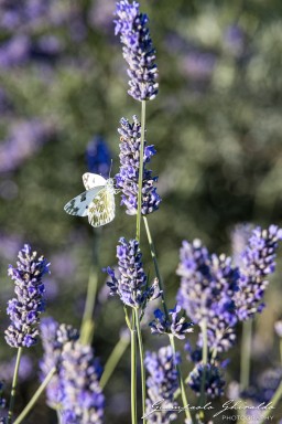 2020_06_20-2020-06-20-Porto-Tolle-Lavanda8624.jpg