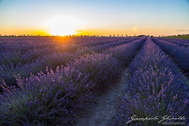 2020_06_20-2020-06-20-Porto-Tolle-Lavanda8677.jpg