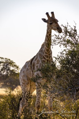 2022-09-13_Namibia_Gia-9854.jpg