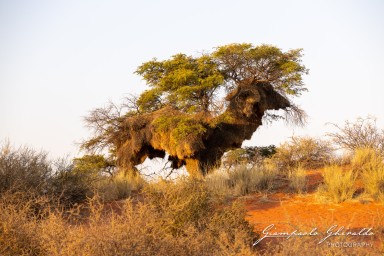 2022-09-13_Namibia_Gia-9902.jpg