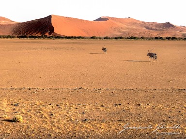 2022-09-15_Namibia_Ant-4686.jpg