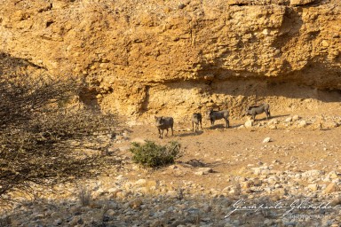 2022-09-16_Namibia_Gia-0292.jpg