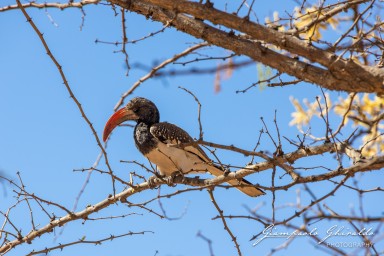 2022-09-20_Namibia_Gia-1087.jpg