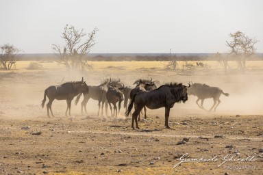 2022-09-21_Namibia_Gia-1415.jpg