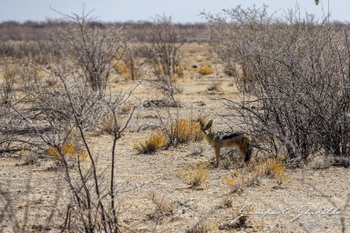 2022-09-21_Namibia_Gia-1469.jpg