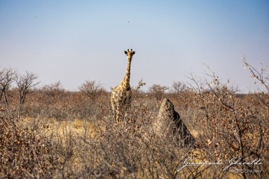 2022-09-21_Namibia_Gia-1554.jpg