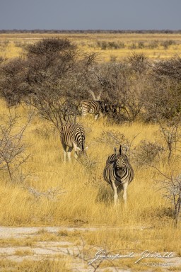 2022-09-22_Namibia_Gia-1948.jpg