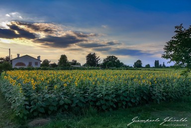 2020-07-04---Girasoli---Cervarese-S_Croce-194930.jpg