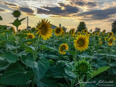 2020-07-04---Girasoli---Cervarese-S_Croce-195128.jpg