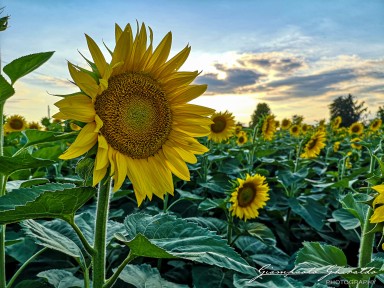 2020-07-04---Girasoli---Cervarese-S_Croce-195237.jpg