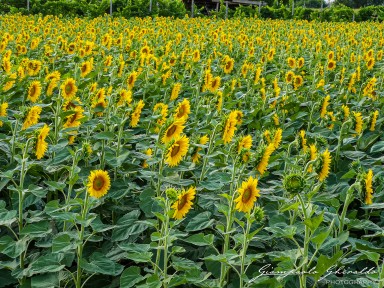 2020-07-04---Girasoli---Cervarese-S_Croce-195337.jpg