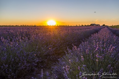 2020_06_20-2020-06-20-Porto-Tolle-Lavanda8673.jpg