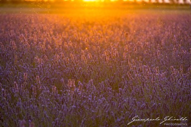 2020_06_20-2020-06-20-Porto-Tolle-Lavanda8685.jpg